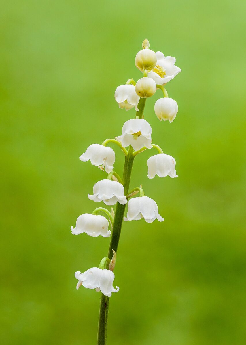 Muguet — Convallaria majalis