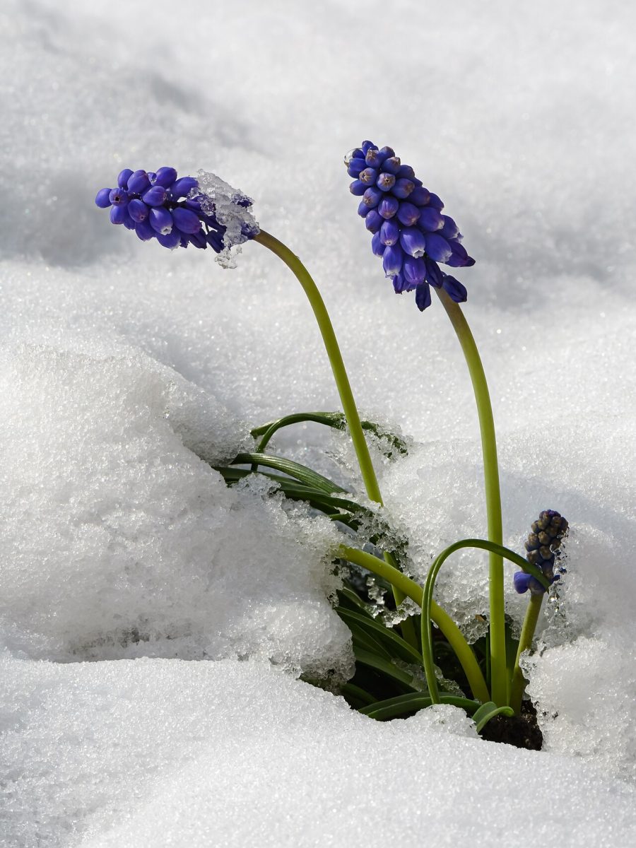 Muscari — Muscari