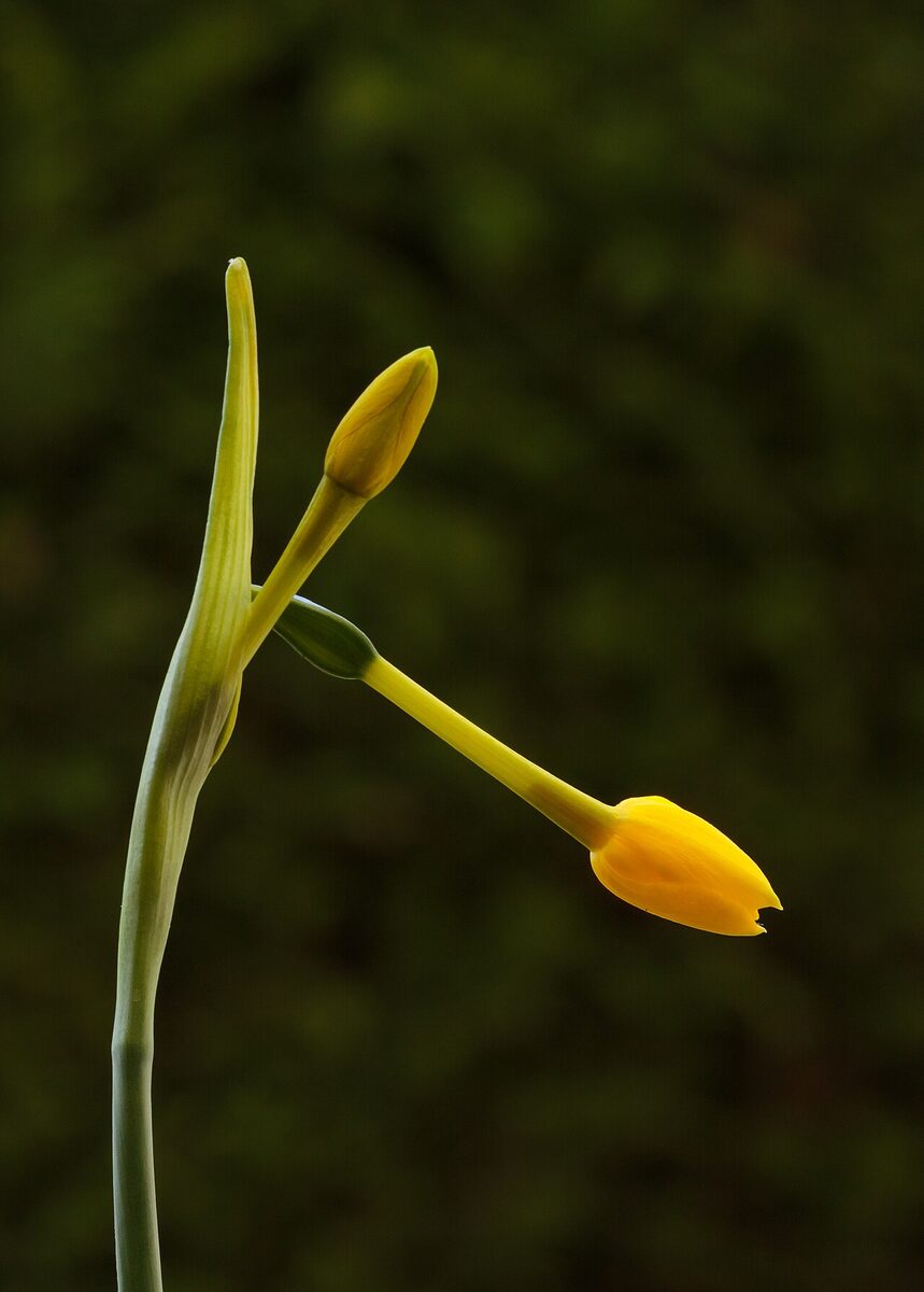 Planter les bulbes de printemps : c'est en automne que ça se joue