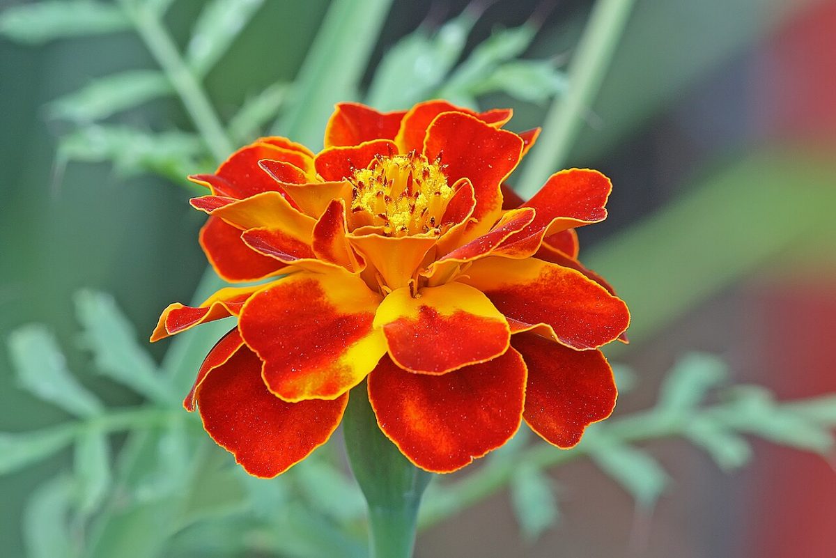 Œillet d'Inde et tagète — Tagetes