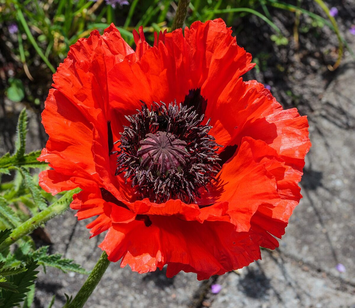 Pavot d'Orient — Papaver orientale