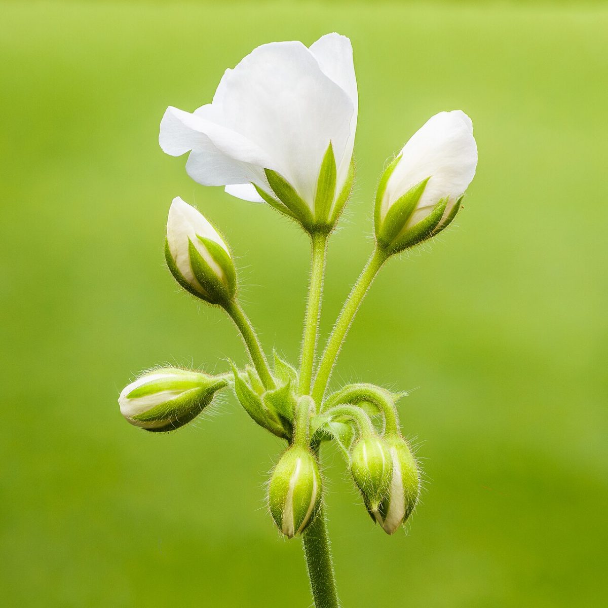 Géranium des balcons — Pelargonium