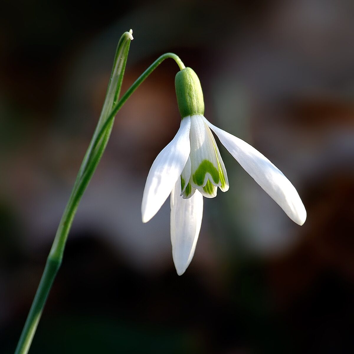 Perce-neige — Galanthus nivalis