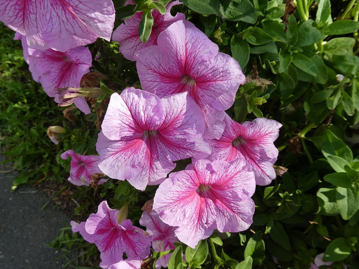 Pétunia et surfinia — Petunia