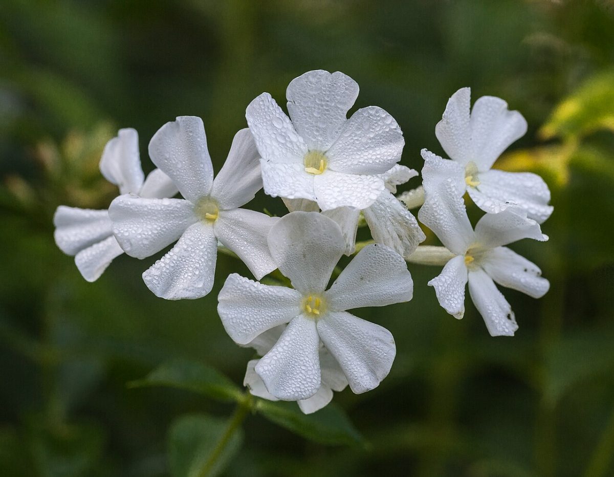 Phlox paniculé — Phlox paniculata