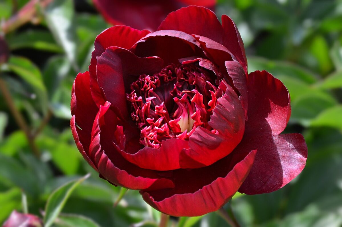 Pivoine herbacée — Paeonia lactiflora