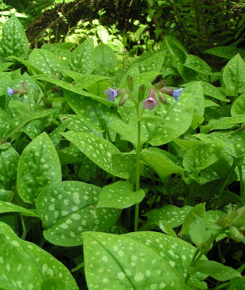 Pulmonaire — Pulmonaria