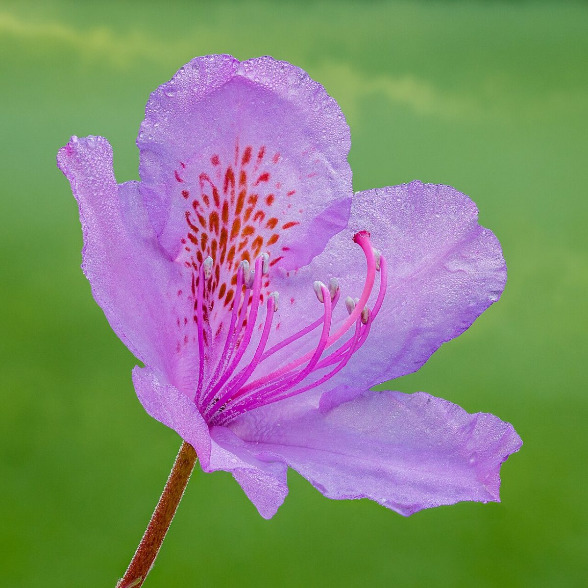 Rhododendron — Rhododendron