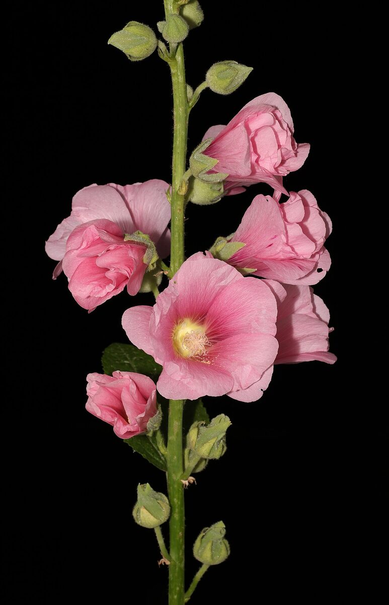 Rose trémière — Alcea rosea