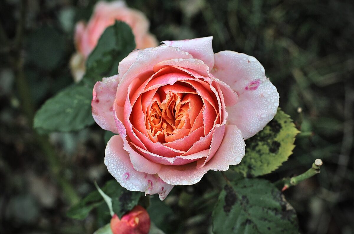 Rosier — Rosa