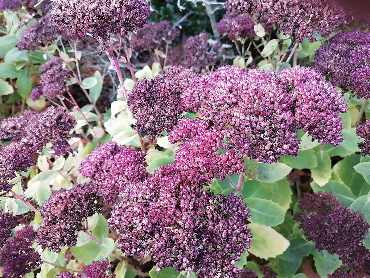 Orpin d'automne (Sedum) — Hylotelephium spectabile