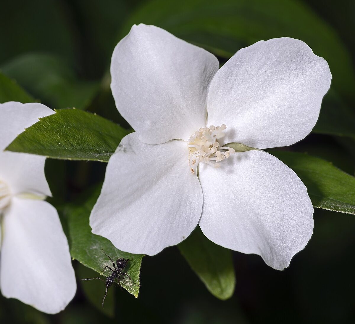 Seringat — Philadelphus coronarius
