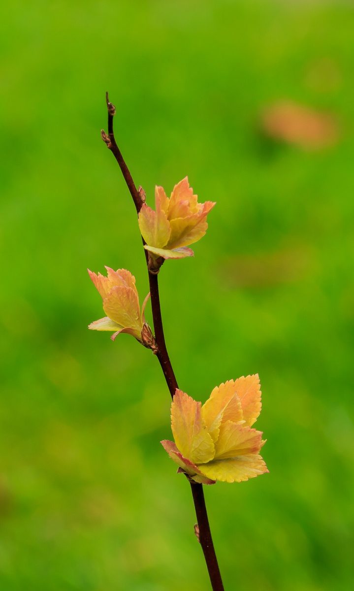 Spirée — Spiraea