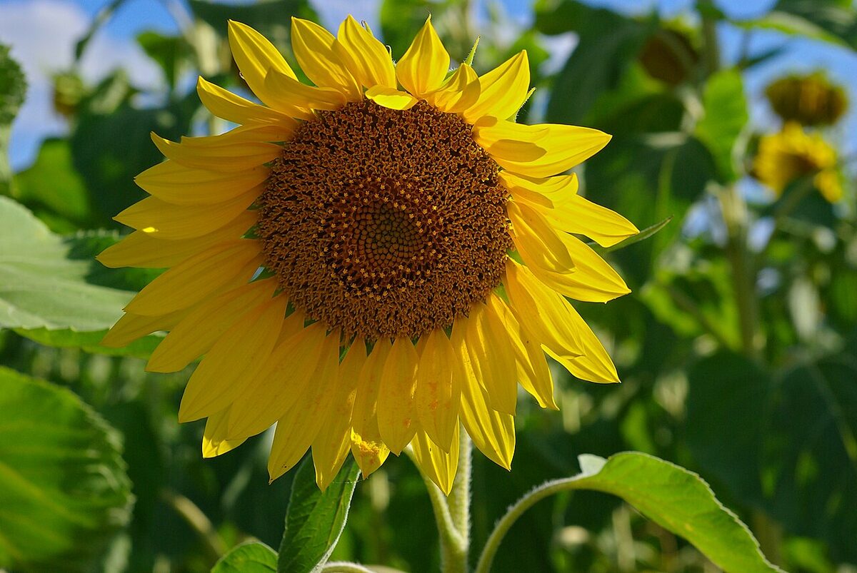 Que faire au jardin en juillet en Bourgogne-Franche-Comté