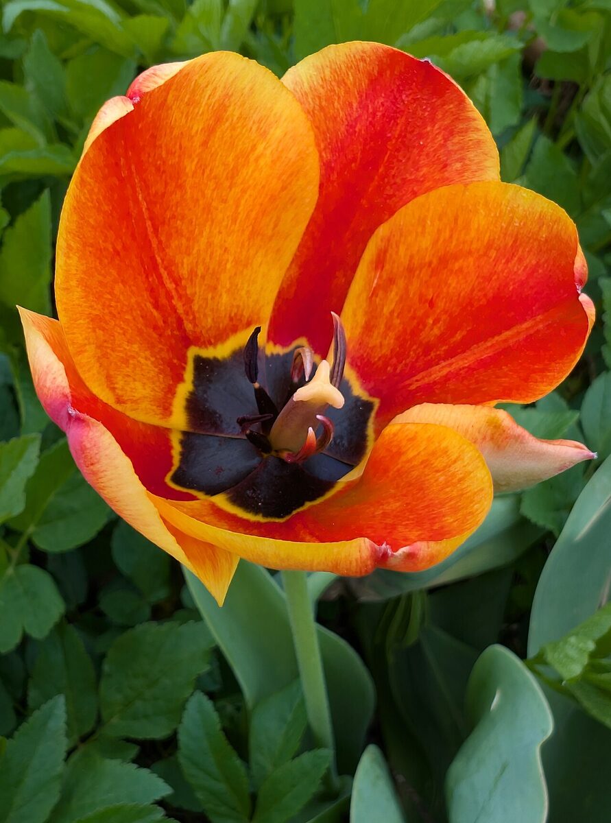 Tulipe — Tulipa