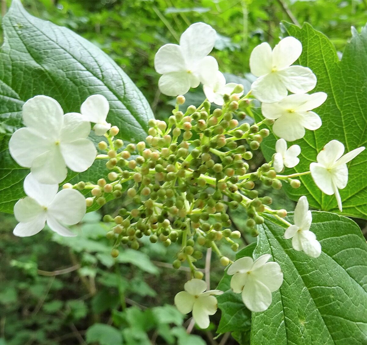 Viorne obier — Viburnum opulus