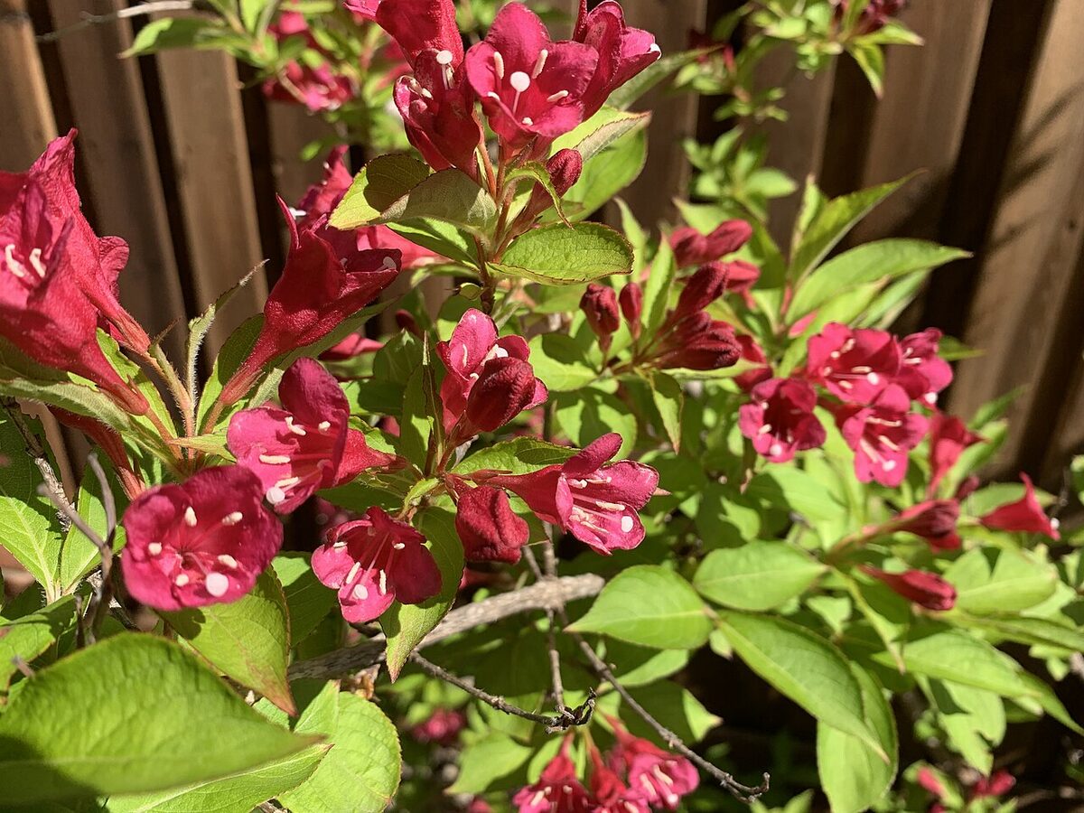 Weigélia — Weigela florida