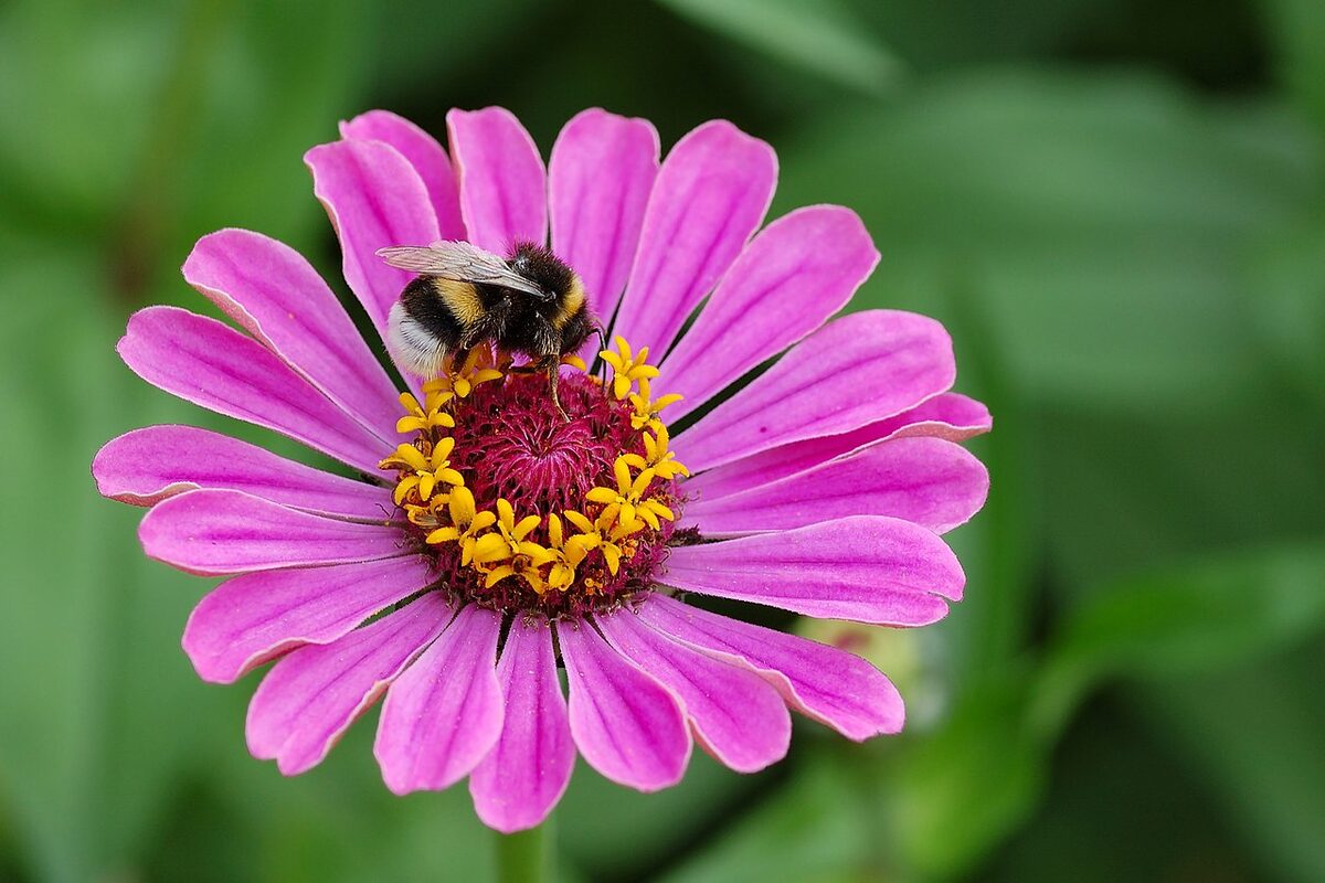 Zinnia — Zinnia elegans